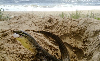 A goanna is caught on a sensor camera eating a loggerhead turtle egg at Wreck Rock Beach. Photograph: David Booth A goanna is caught on a sensor camera eating a loggerhead turtle egg at Wreck Rock Beach. Photograph: David Booth